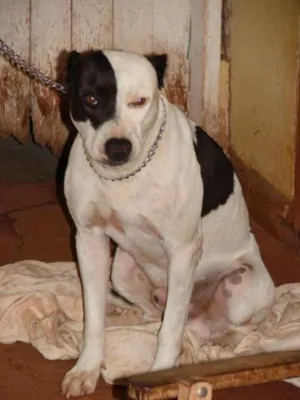 Cachorro raça PitBul idade 2 anos nome PIT