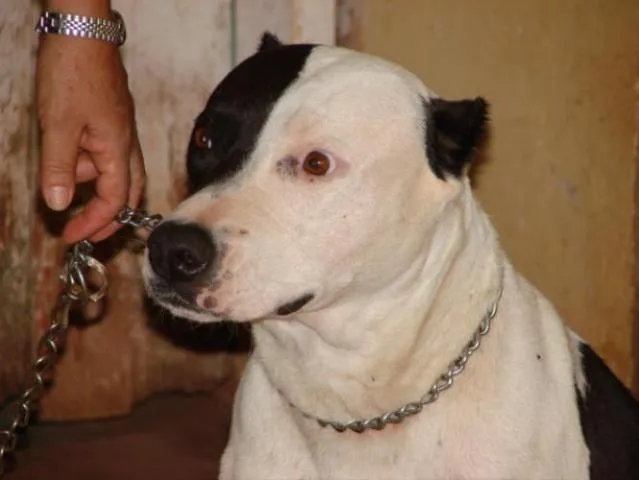 Cachorro ra a PitBul idade 2 anos nome PIT