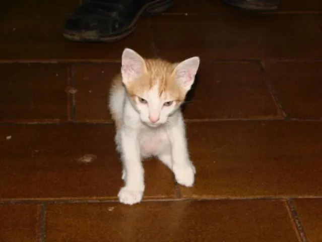 Gato ra a SRD idade Abaixo de 2 meses nome Gatinhos