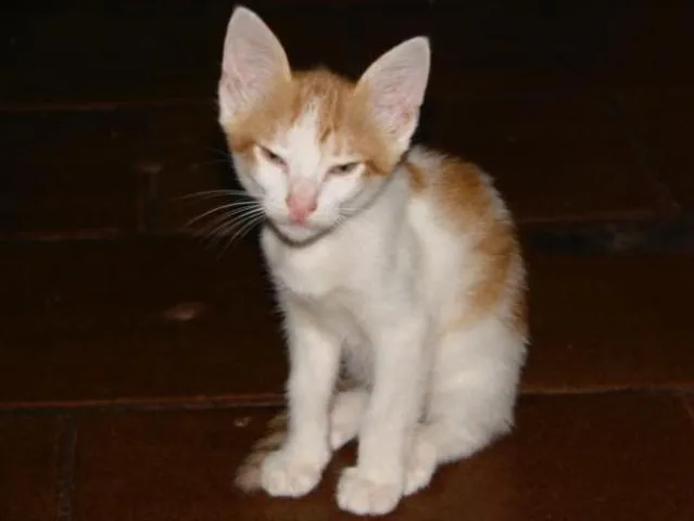 Gato ra a SRD idade Abaixo de 2 meses nome Gatinhos