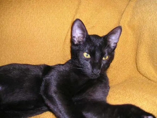 Gato ra a SRD CASTRADO idade 2 a 6 meses nome NINO