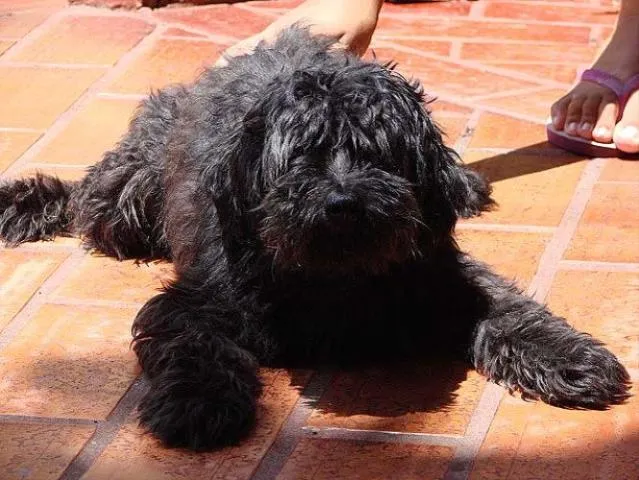 Cachorro ra a Poodle idade 2 anos nome Zulu