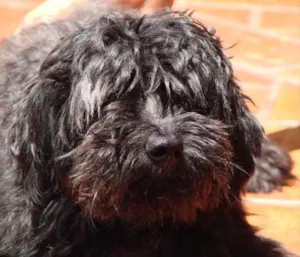 Cachorro raça Poodle idade 2 anos nome Zulu