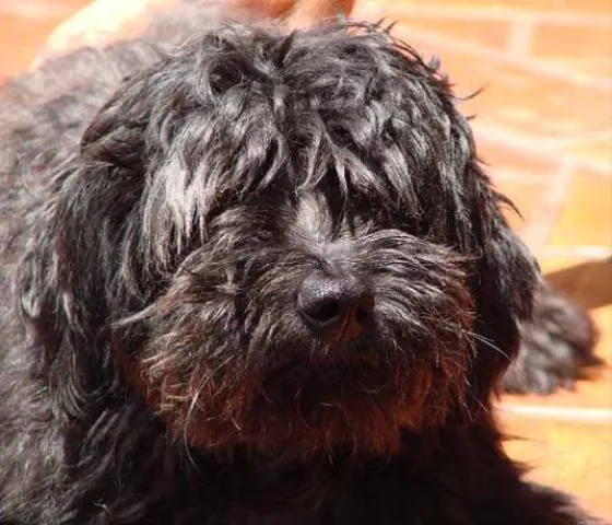 Cachorro ra a Poodle idade 2 anos nome Zulu