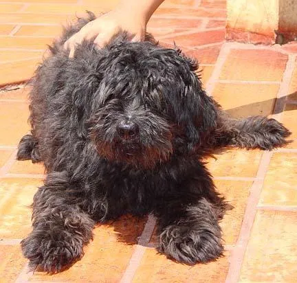 Cachorro ra a Poodle idade 2 anos nome Zulu