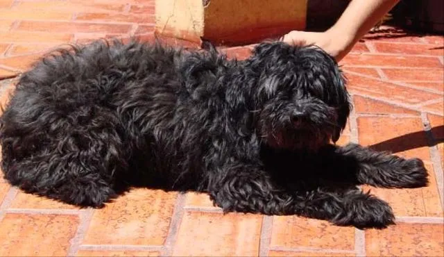 Cachorro ra a Poodle idade 2 anos nome Zulu