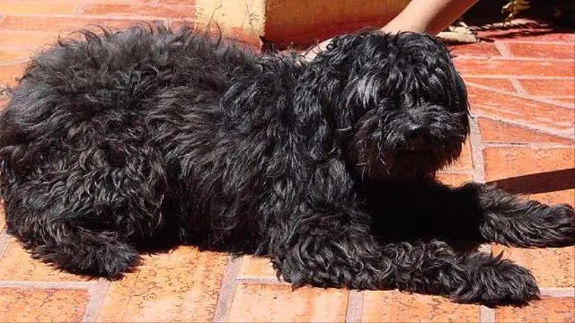 Cachorro ra a Poodle idade 2 anos nome Zulu