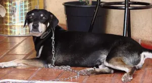 Cachorro raça SRD idade 6 ou mais anos nome Brutus