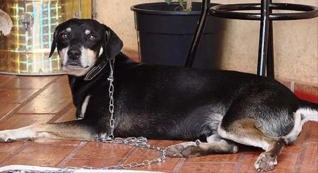 Cachorro ra a SRD idade 6 ou mais anos nome Brutus