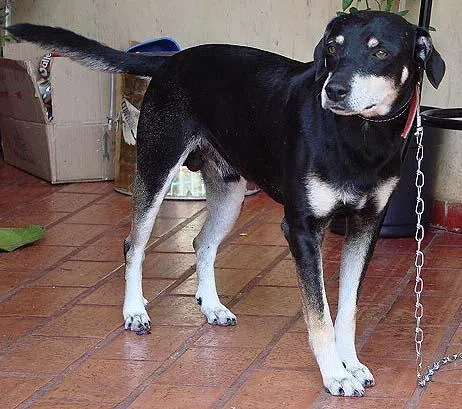 Cachorro ra a SRD idade 6 ou mais anos nome Brutus