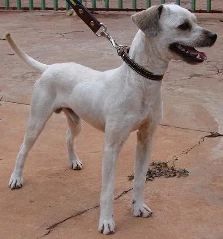 Cachorro ra a Poodle Mestiço idade 1 ano nome Tobias