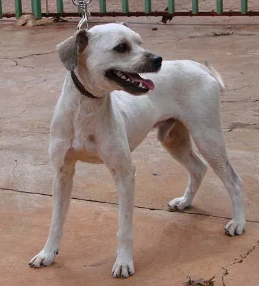 Cachorro ra a Poodle Mestiço idade 1 ano nome Tobias