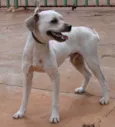 Tobias