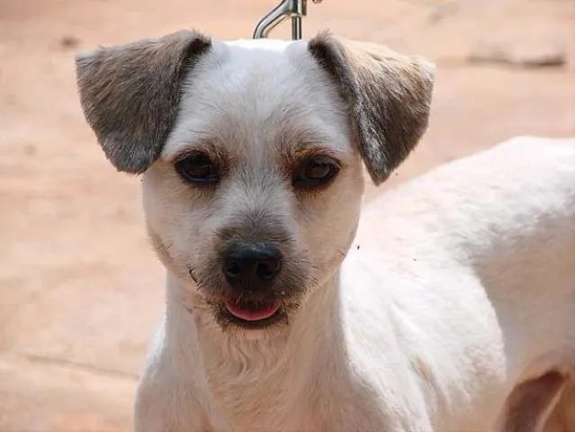 Cachorro ra a Poodle Mestiço idade 1 ano nome Tobias