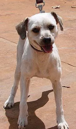 Cachorro ra a Poodle Mestiço idade 1 ano nome Tobias