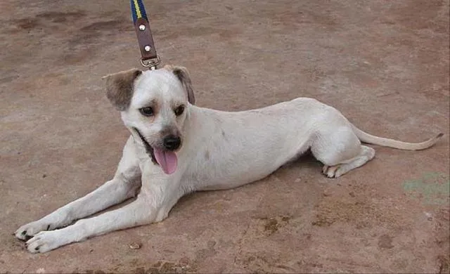 Cachorro ra a Poodle Mestiço idade 1 ano nome Tobias