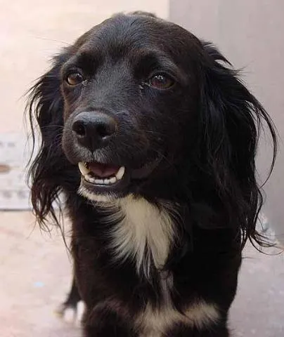 Cachorro ra a Cocker x Pudle idade 4 anos nome Kenia