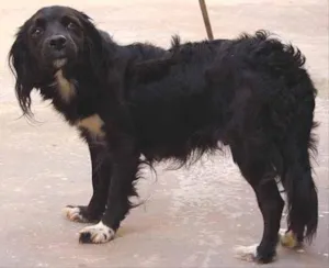 Cachorro raça Cocker x Pudle idade 4 anos nome Kenia