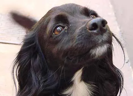 Cachorro ra a Cocker x Pudle idade 4 anos nome Kenia