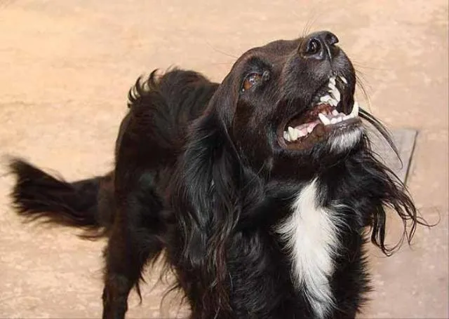 Cachorro ra a Cocker x Pudle idade 4 anos nome Kenia