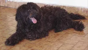 Cachorro raça Cocker x Pudle idade 1 ano nome Pretinho