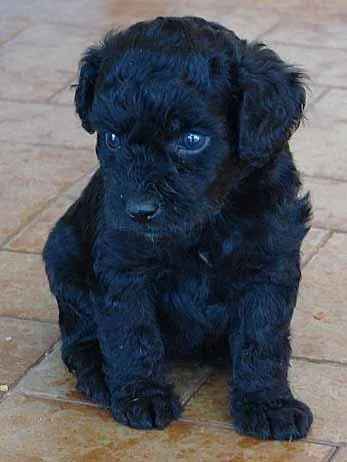 Cachorro ra a Poodle/Basset idade Abaixo de 2 meses nome Novinhos Quase Puros