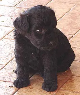 Cachorro ra a Poodle/Basset idade Abaixo de 2 meses nome Novinhos Quase Puros