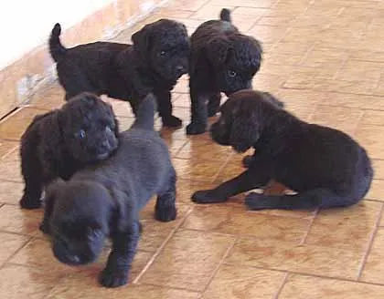 Cachorro ra a Poodle/Basset idade Abaixo de 2 meses nome Novinhos Quase Puros