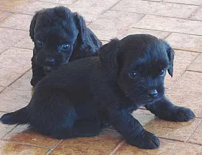 Cachorro ra a Poodle/Basset idade Abaixo de 2 meses nome Novinhos Quase Puros