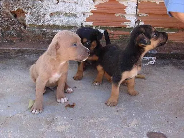 Cachorro ra a SRD idade Abaixo de 2 meses nome Novinhos 1