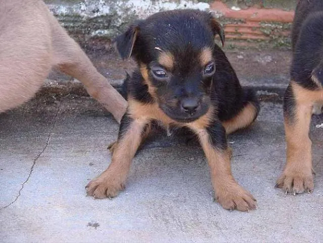 Cachorro ra a SRD idade Abaixo de 2 meses nome Novinhos 1