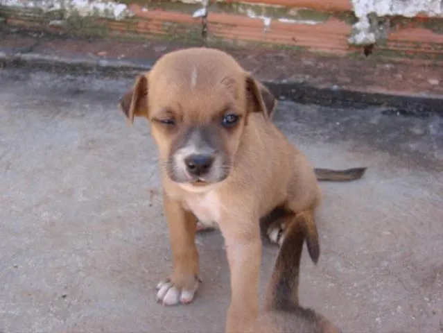 Cachorro ra a SRD idade Abaixo de 2 meses nome Novinhos 1