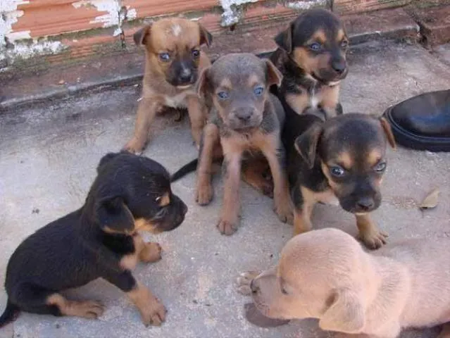 Cachorro ra a SRD idade Abaixo de 2 meses nome Novinhos 1