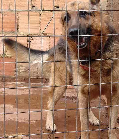 Cachorro ra a Pastor Alemão idade 6 ou mais anos nome Hulk