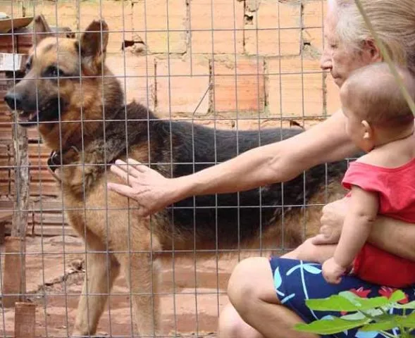 Cachorro ra a Pastor Alemão idade 6 ou mais anos nome Hulk