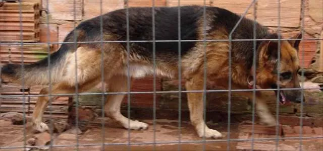 Cachorro ra a Pastor Alemão idade 6 ou mais anos nome Hulk