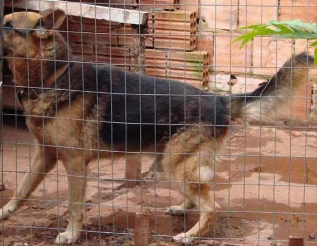 Cachorro ra a Pastor Alemão idade 6 ou mais anos nome Hulk