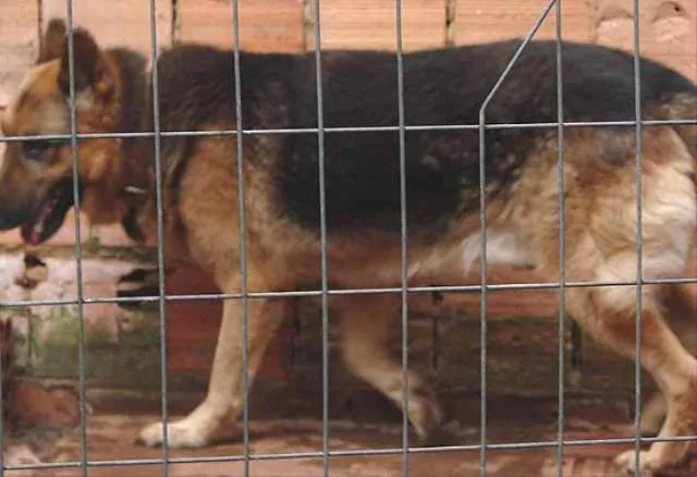 Cachorro ra a Pastor Alemão idade 6 ou mais anos nome Hulk