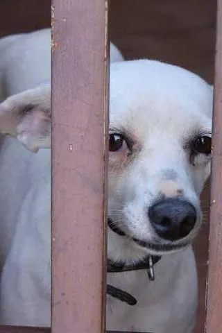 Cachorro ra a SRD idade 1 ano nome Branquinho