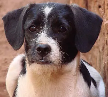 Cachorro ra a SRD idade 7 a 11 meses nome Parazinho