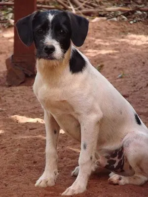 Cachorro raça SRD idade 7 a 11 meses nome Parazinho