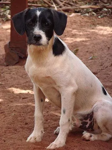 Cachorro ra a SRD idade 7 a 11 meses nome Parazinho