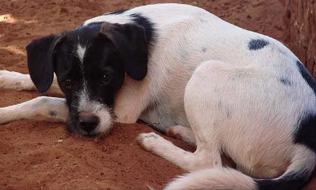 Cachorro ra a SRD idade 7 a 11 meses nome Parazinho