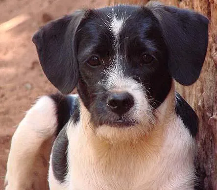 Cachorro ra a SRD idade 7 a 11 meses nome Parazinho