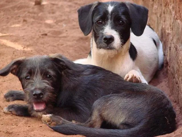 Cachorro ra a SRD idade 7 a 11 meses nome Parazinho