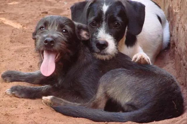 Cachorro ra a SRD idade 7 a 11 meses nome Cambaí