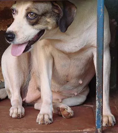 Cachorro ra a SRD idade 6 ou mais anos nome Cléo