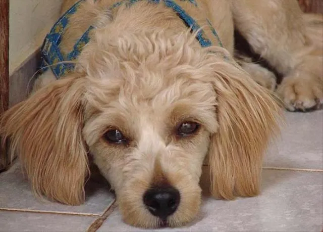 Cachorro ra a Poodle idade 1 ano nome Niki