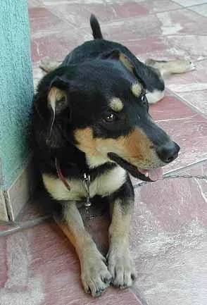 Cachorro raça SRD idade 1 ano nome Brutus