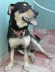 Brutus